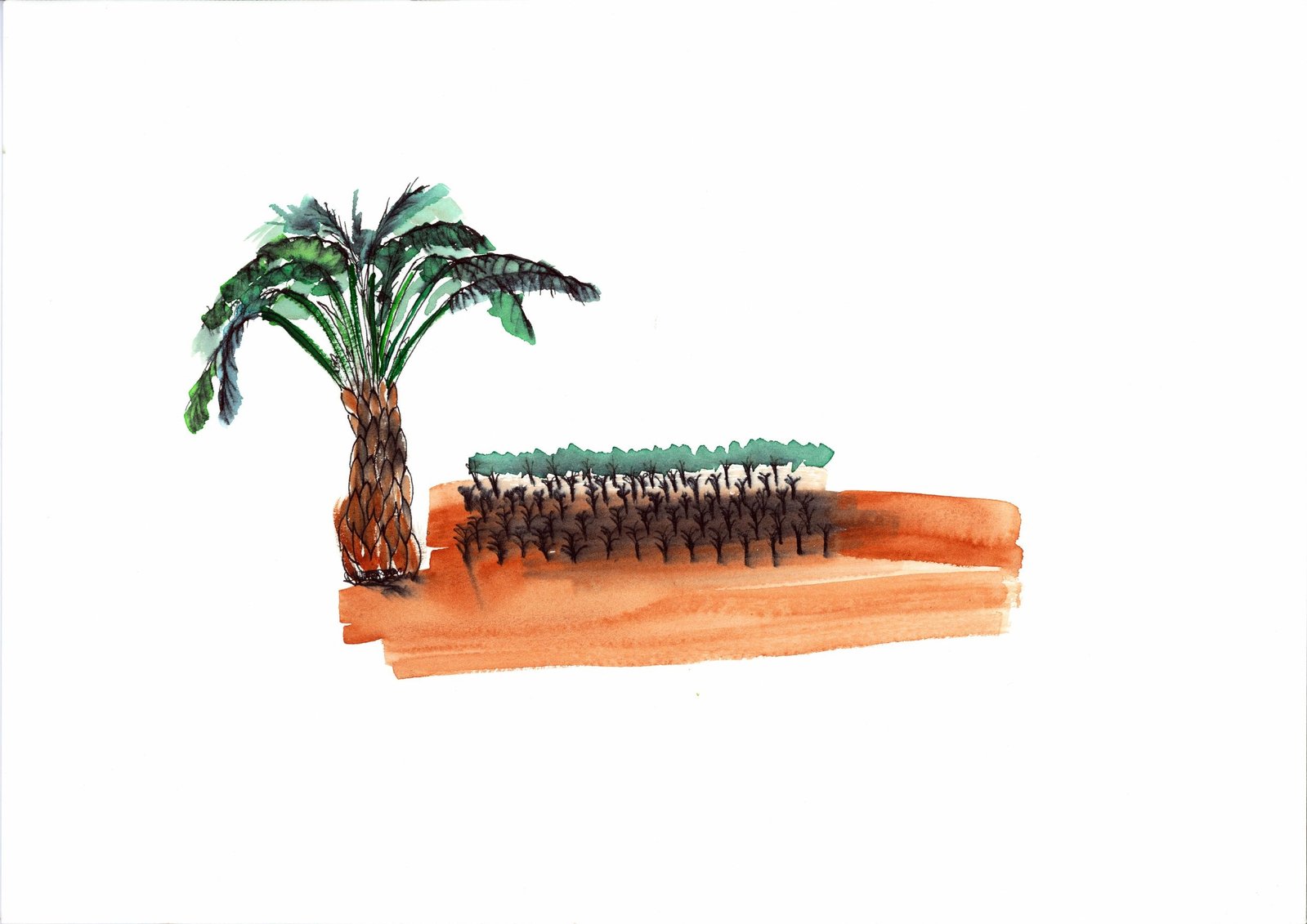 Oil Palm Tree by Lawrence Grau Sundström